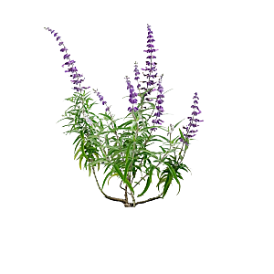 高清景观植物乔木花卉草本观赏草灌木素材