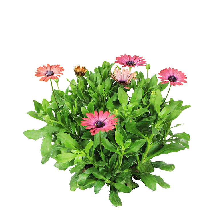 高清景观植物乔木花卉草本观赏草灌木