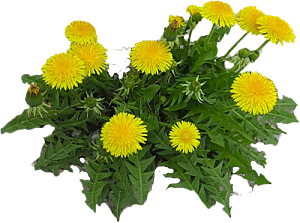 高清景观植物乔木花卉草本观赏草灌木