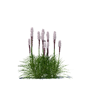 高清景观植物乔木花卉草本观赏草灌木