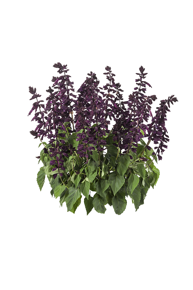 高清景观植物乔木花卉草本观赏草灌木