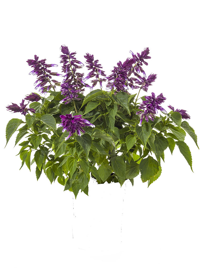 高清景观植物乔木花卉草本观赏草灌木