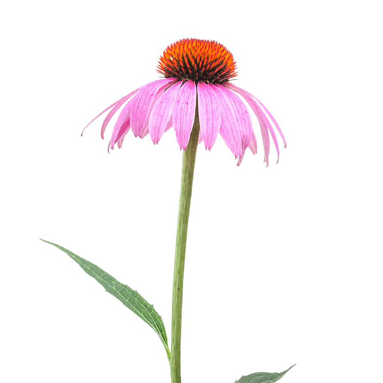 高清景观植物乔木花卉草本观赏草灌木