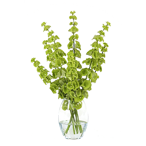 花艺软装北欧绿植插花花卉盆栽PNG
