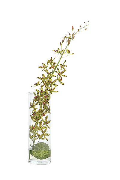 花艺软装北欧绿植插花花卉盆栽PNG