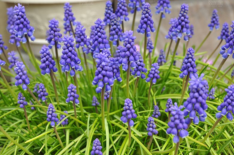 高清花朵花海花田花卉4K手机壁纸图片