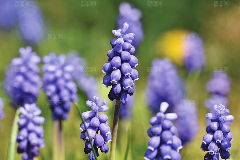 高清花朵花海花田花卉4K手机壁纸图片