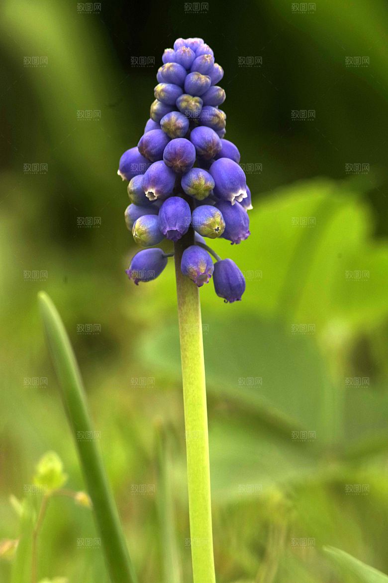 高清花朵花海花田花卉4K手机壁纸图片