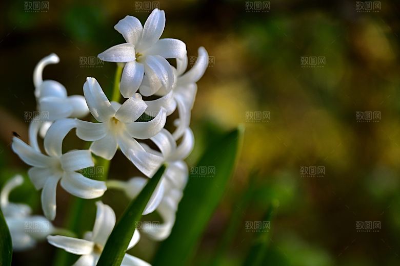 高清花朵花海花田花卉4K手机壁纸图片