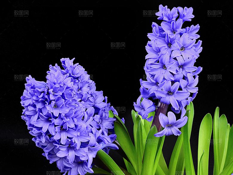 高清花朵花海花田花卉4K手机壁纸图片