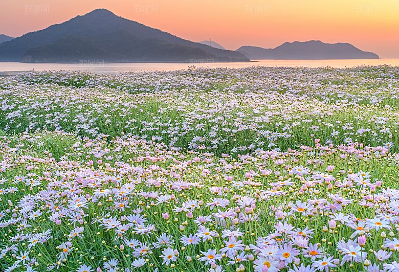 高清花朵花海花田花卉4K手机壁纸图片