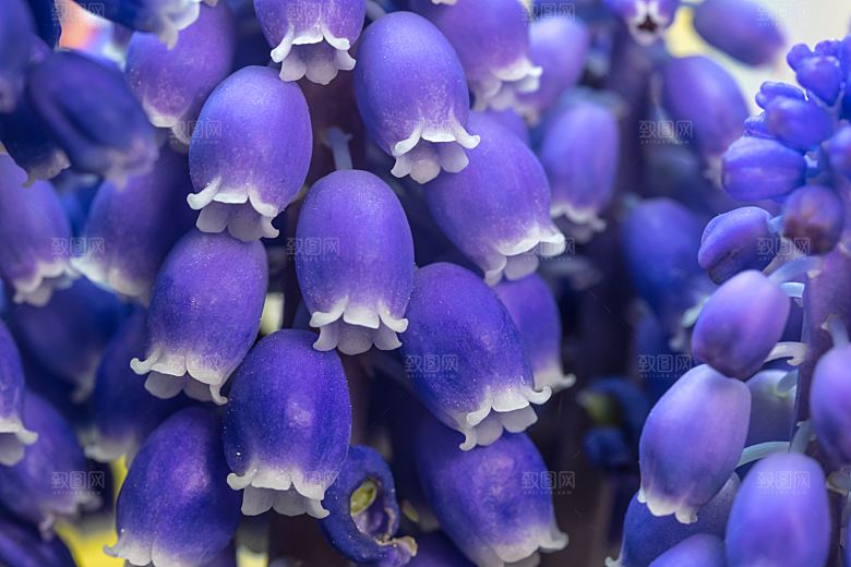 高清花朵花海花田花卉4K手机壁纸图片