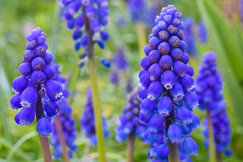 高清花朵花海花田花卉4K手机壁纸图片素材