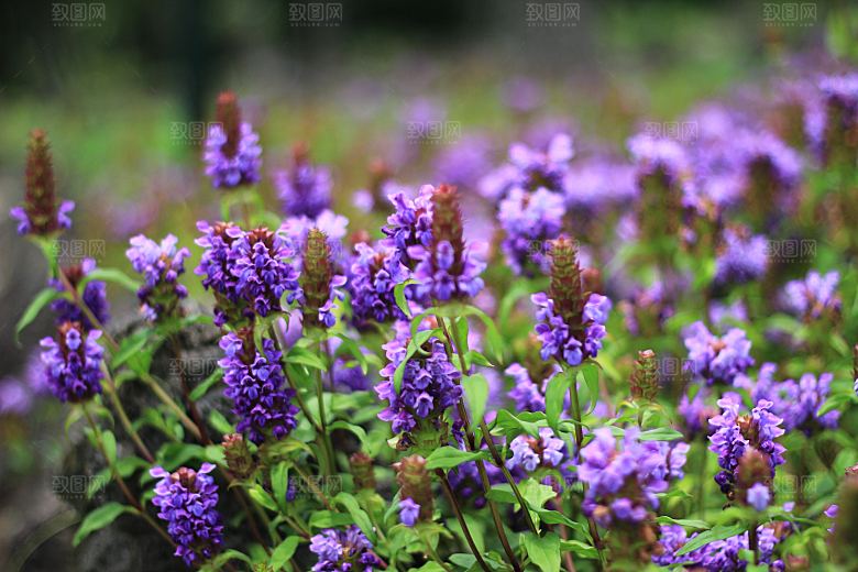 高清花朵花海花田花卉4K手机壁纸图片素材