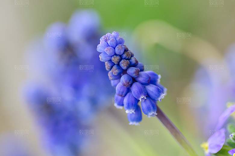 高清花朵花海花田花卉4K手机壁纸图片素材