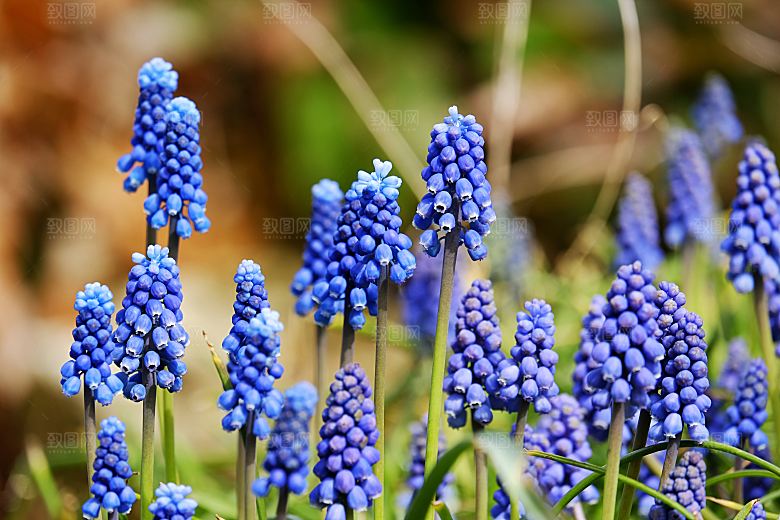 高清花朵花海花田花卉4K手机壁纸图片素材