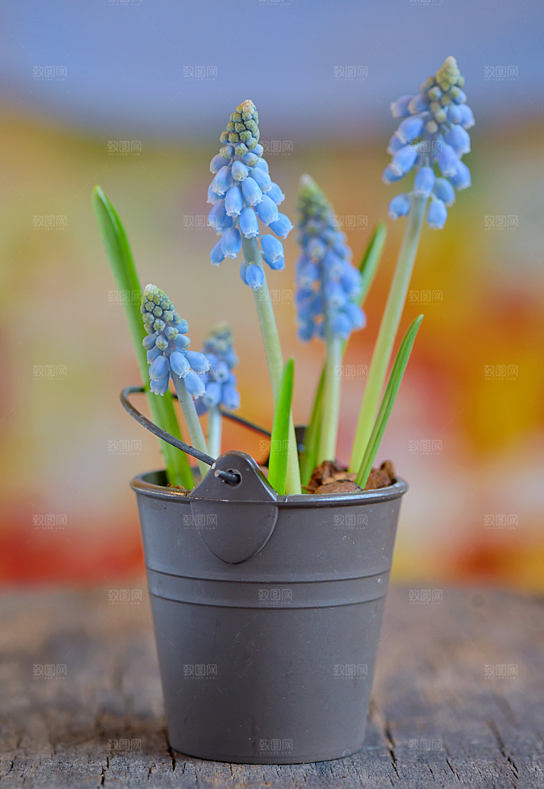 高清花朵花海花田花卉4K手机壁纸图片