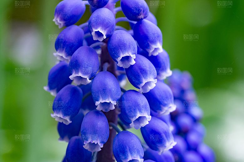 高清花朵花海花田花卉4K手机壁纸图片