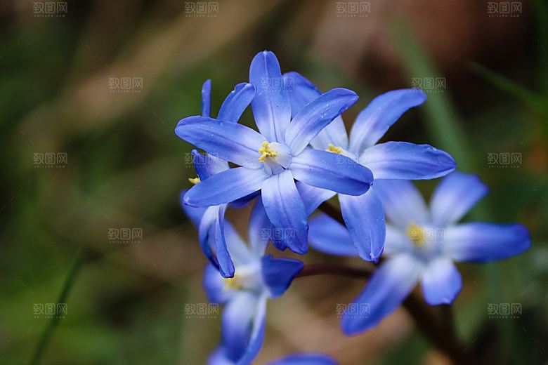 高清花朵花海花田花卉4K手机壁纸图片