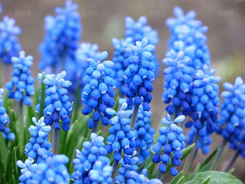 高清花朵花海花田花卉4K手机壁纸图片