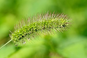 高清花朵花海花田花卉4K手机壁纸图片