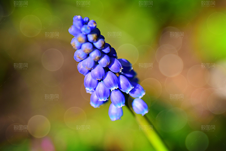 高清花朵花海花田花卉4K手机壁纸图片
