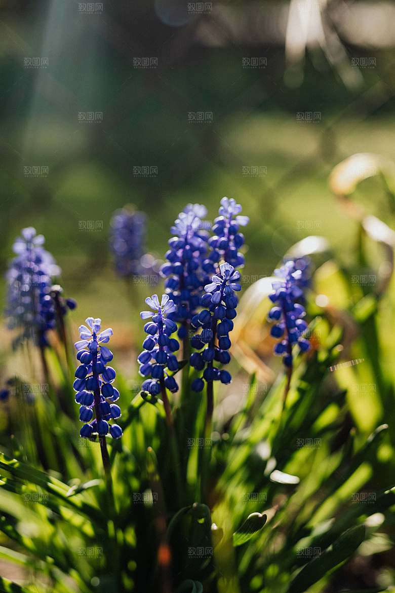 高清花朵花海花田花卉4K手机壁纸图片素材