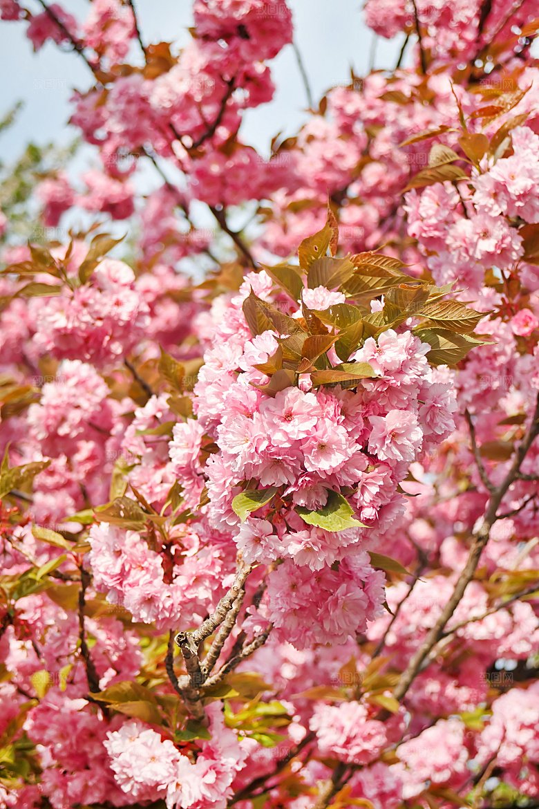 高清花朵花海花田花卉4K手机壁纸图片素材