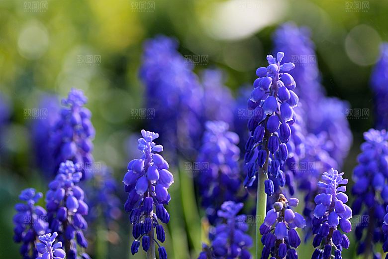 高清花朵花海花田花卉4K手机壁纸图片素材