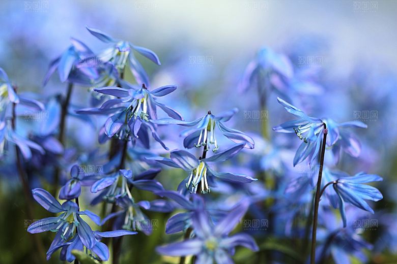 高清花朵花海花田花卉4K手机壁纸图片素材