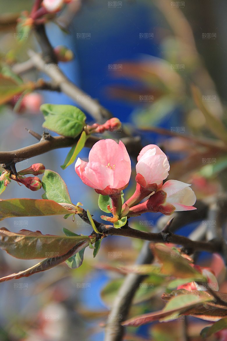 高清花朵花海花田花卉4K手机壁纸图片