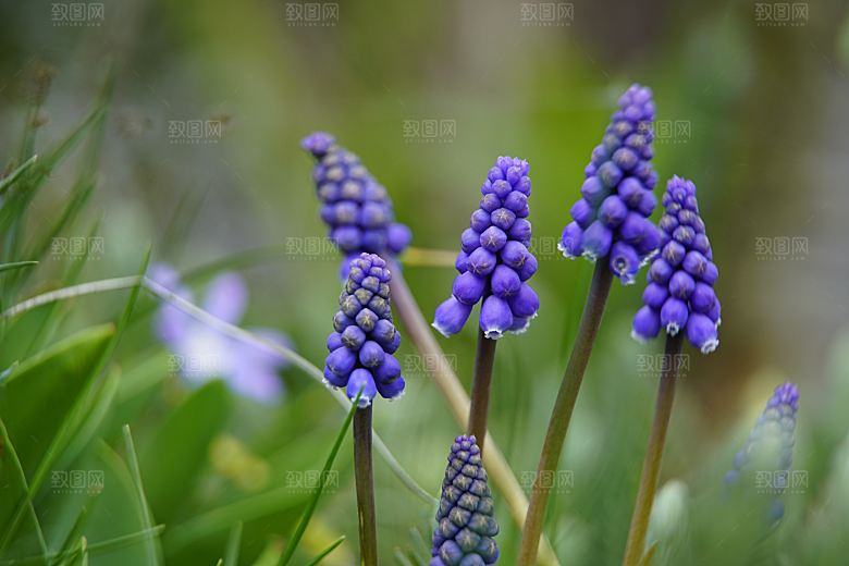 高清花朵花海花田花卉4K手机壁纸图片