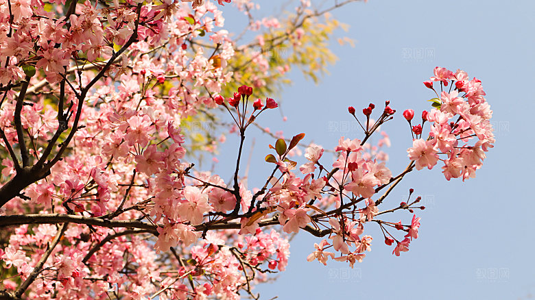 高清花朵花海花田花卉4K手机壁纸图片