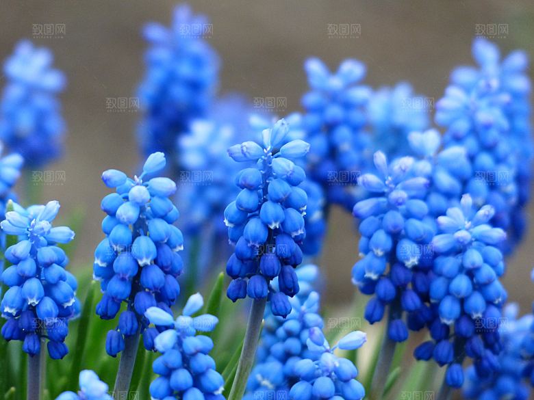 高清花朵花海花田花卉4K手机壁纸图片素材