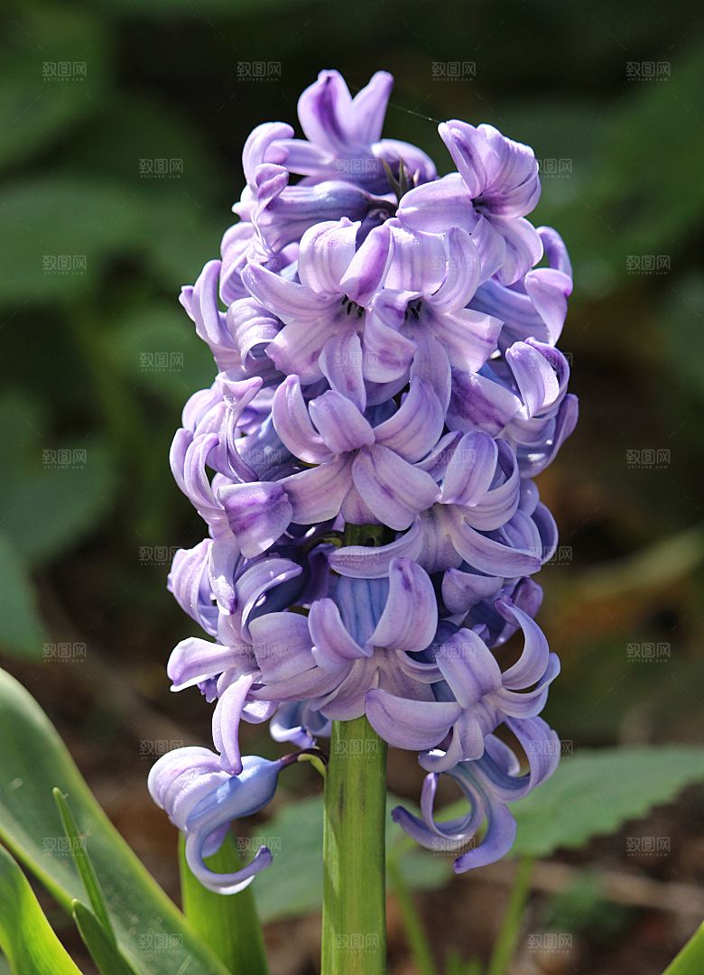 高清花朵花海花田花卉4K手机壁纸图片素材