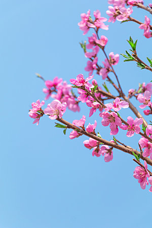 高清花朵花海花田花卉4K手机壁纸图片