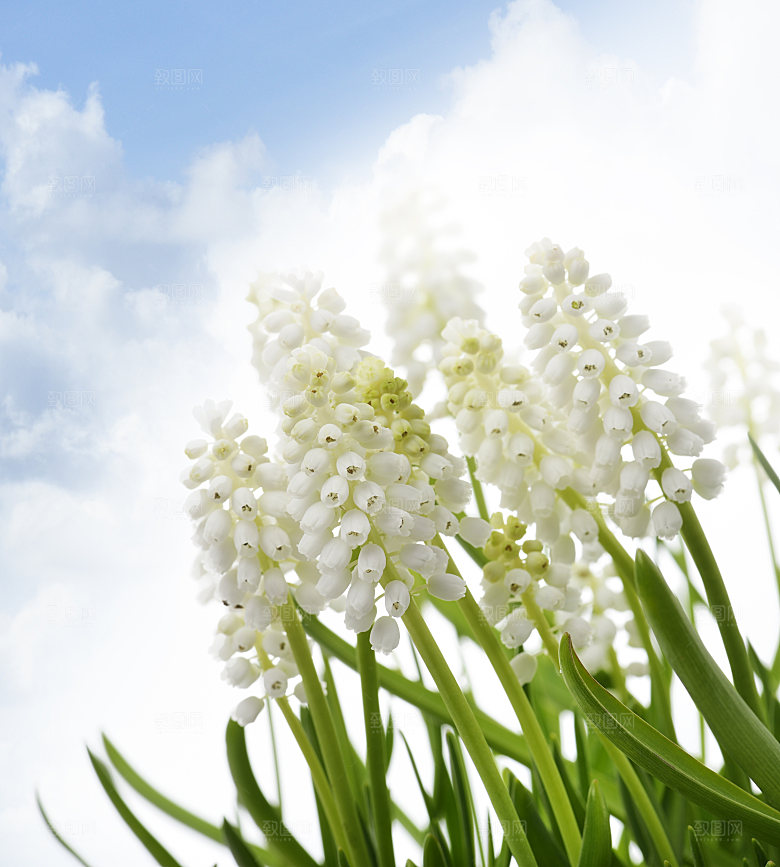高清花朵花海花田花卉4K手机壁纸图片素材