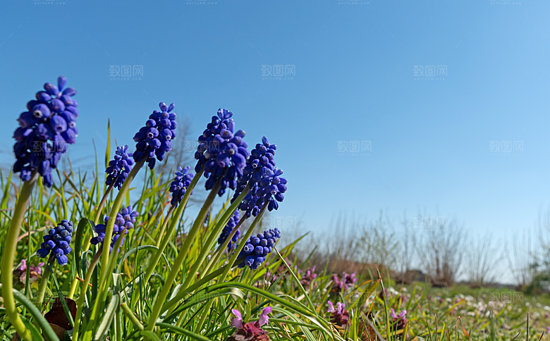 高清花朵花海花田花卉4K手机壁纸图片