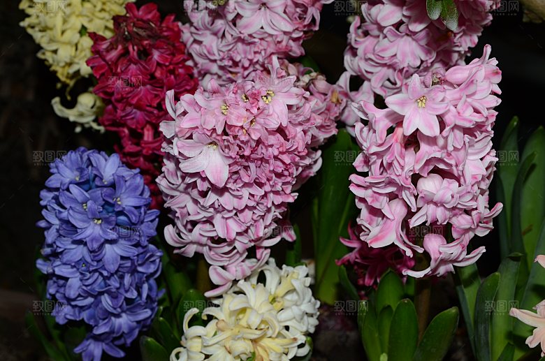 高清花朵花海花田花卉4K手机壁纸图片