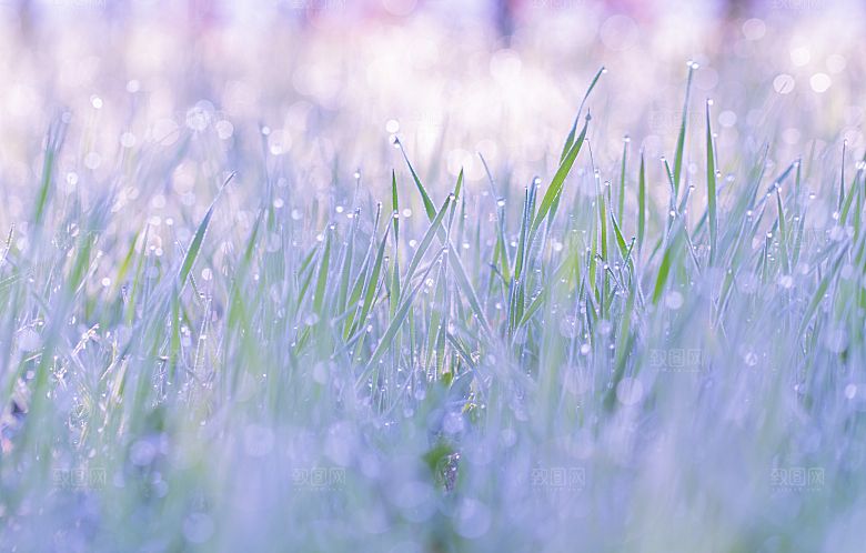 高清花朵花海花田花卉4K手机壁纸图片