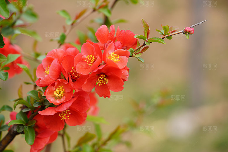 高清花朵花海花田花卉4K手机壁纸