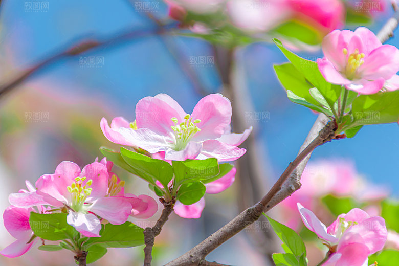 高清花朵花海花田花卉4K手机壁纸
