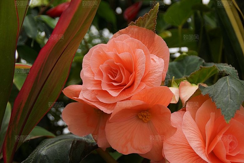 高清花朵花海花田花卉4K手机壁纸