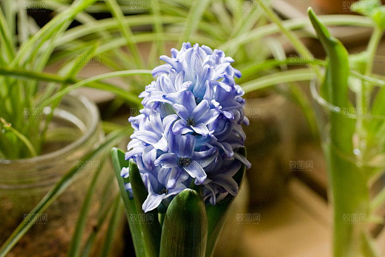 高清花朵花海花田花卉4K手机壁纸