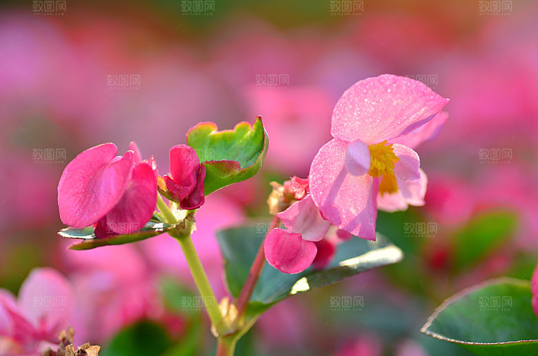 高清花朵花海花田花卉4K手机壁纸
