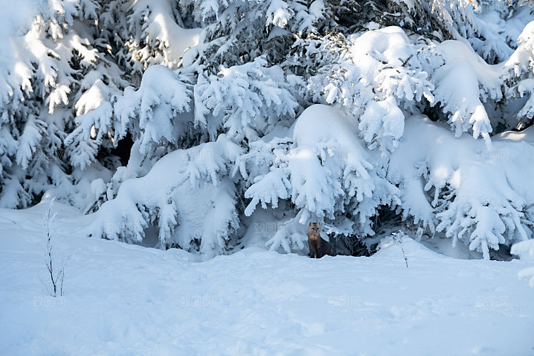 吉林长白山雪岭国家森林公园雪地上的紫貂