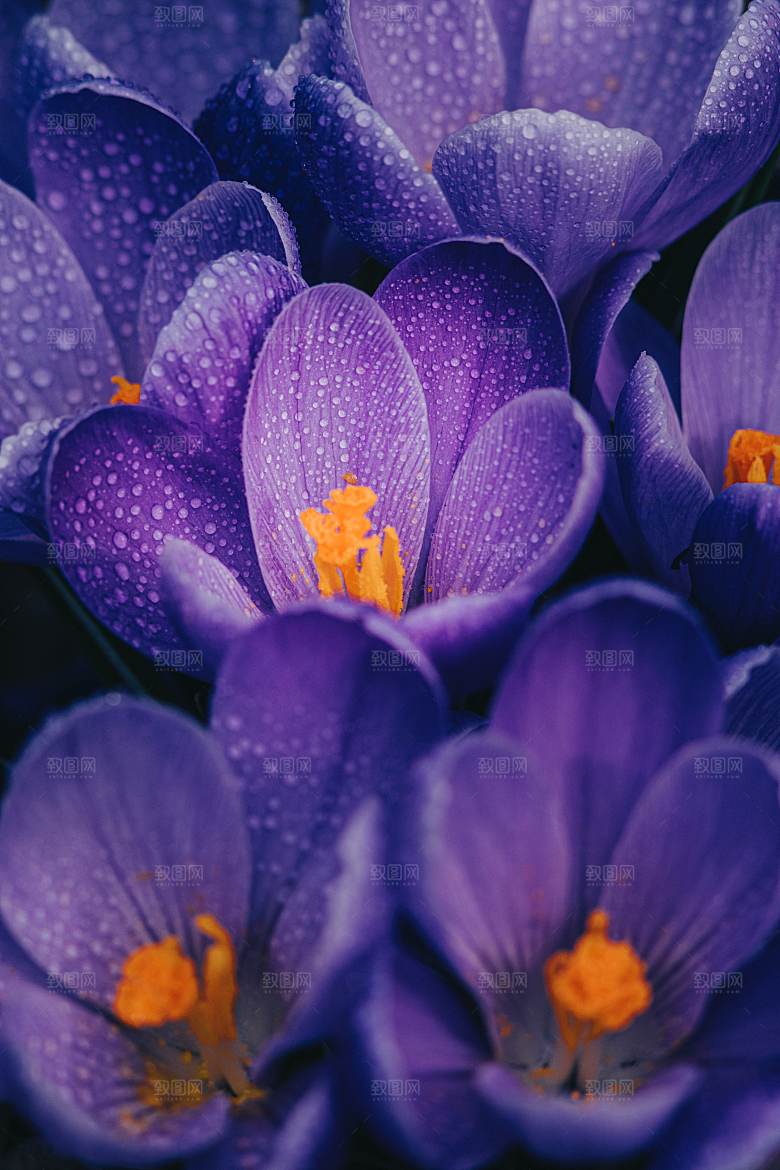 春日鲜花开花大自然摄影图