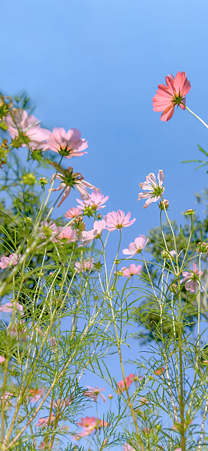 春日鲜花开花大自然摄影图