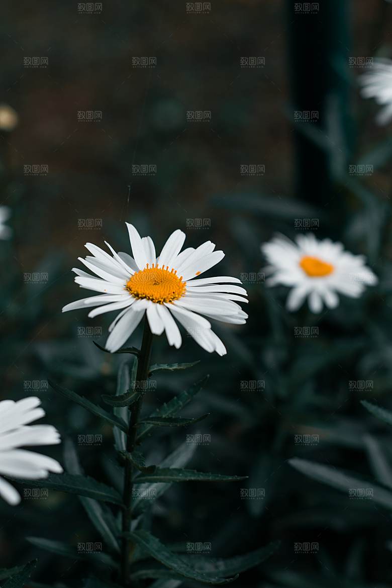 春日鲜花开花大自然摄影图