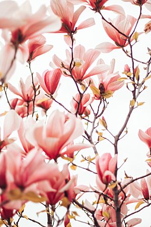 春日鲜花开花大自然摄影图